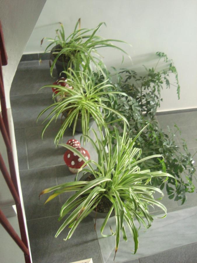 Dream House Ioannina Apartman Kültér fotó